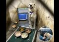 He Arrived at the Shelter as a Puppy. 432 Days Later, Spinach Was Still Waiting for Someone to Choose Him