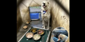 He Arrived at the Shelter as a Puppy. 432 Days Later, Spinach Was Still Waiting for Someone to Choose Him