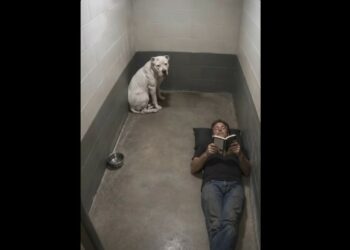 Full Stories: Everyone Was Afraid of the 90-Pound Pit Bull in Kennel 32 — Until One Man Sat Down Beside Him and Asked for Nothing