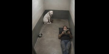 Full Stories: Everyone Was Afraid of the 90-Pound Pit Bull in Kennel 32 — Until One Man Sat Down Beside Him and Asked for Nothing