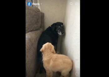 Full Stories: Our 16-Year-Old Dog With Dementia Got Stuck in a Corner Again — Then Our 4-Month-Old Puppy Walked Over and Did Something We Never Expected