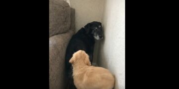 Full Stories: Our 16-Year-Old Dog With Dementia Got Stuck in a Corner Again — Then Our 4-Month-Old Puppy Walked Over and Did Something We Never Expected
