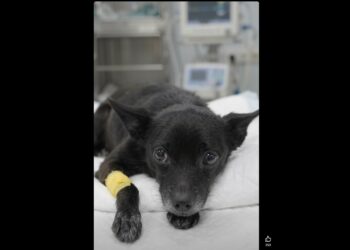 They Didn’t Know If Armando Would Survive the Night — Then Three Days Later, His Tail Moved