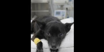 They Didn’t Know If Armando Would Survive the Night — Then Three Days Later, His Tail Moved
