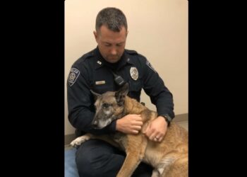K9 Ace Could Barely Stand — Then He Used His Last Strength to Reach for the Partner Who Had Been Beside Him for Nine Years