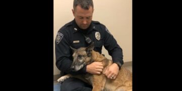 K9 Ace Could Barely Stand — Then He Used His Last Strength to Reach for the Partner Who Had Been Beside Him for Nine Years