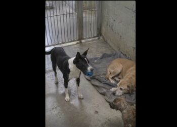 Full stories: Three Dogs Who Had Never Met Shared One Shelter Kennel — By Morning, None of Them Were Sleeping Alone