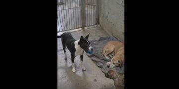 Full stories: Three Dogs Who Had Never Met Shared One Shelter Kennel — By Morning, None of Them Were Sleeping Alone
