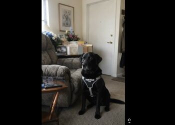 Three Days After My Brother’s Funeral, They Gave Me 72 Hours to Remove His Service Dog