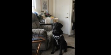 Three Days After My Brother’s Funeral, They Gave Me 72 Hours to Remove His Service Dog