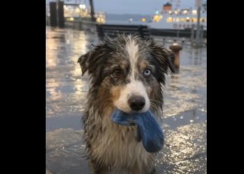 For Nine Nights, a Stray Dog Left Small Gifts Beside My Flower Stand — On the Tenth, She Brought Me a Child’s Blue Mitten
