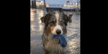 For Nine Nights, a Stray Dog Left Small Gifts Beside My Flower Stand — On the Tenth, She Brought Me a Child’s Blue Mitten