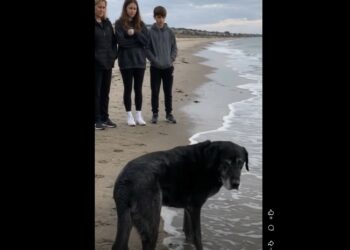 Full Stories: Buddy Had Been Coming to This Beach for Almost 14 Years — This Time, His Family Let Him Decide How Far He Wanted to Go