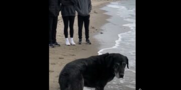 Full Stories: Buddy Had Been Coming to This Beach for Almost 14 Years — This Time, His Family Let Him Decide How Far He Wanted to Go