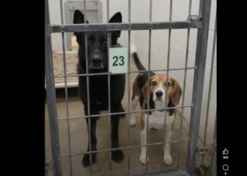 We Drove Two Hours to Adopt One Dog — Then the Shelter Manager Told Us Not to Let the Little Hound Lose Sight of the Shepherd