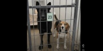 We Drove Two Hours to Adopt One Dog — Then the Shelter Manager Told Us Not to Let the Little Hound Lose Sight of the Shepherd