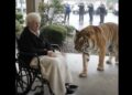 A 600-Pound Tiger Escaped During a Storm — Then He Stopped in Front of the 82-Year-Old Woman Who Had Cared for Him as a Cub