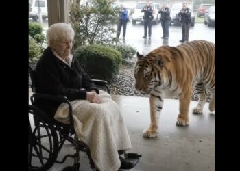 A 600-Pound Tiger Escaped During a Storm — Then He Stopped in Front of the 82-Year-Old Woman Who Had Cared for Him as a Cub