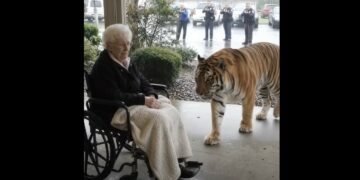 A 600-Pound Tiger Escaped During a Storm — Then He Stopped in Front of the 82-Year-Old Woman Who Had Cared for Him as a Cub