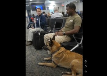 Full Stories: A Man at the Airport Saw My Scarred Belgian Malinois and Asked If a Dog Like Him Belonged on a Commercial Flight