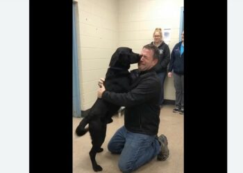 A Woman Surrendered Ranger Saying He Had Bitten Someone — Three Days Later, a Man Ran Into the Shelter Begging to Know If His Dog Was Still There