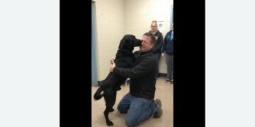 A Woman Surrendered Ranger Saying He Had Bitten Someone — Three Days Later, a Man Ran Into the Shelter Begging to Know If His Dog Was Still There