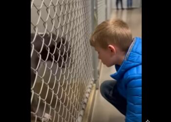 Everyone Called the Pit Bull in Kennel 17 a Lost Cause — Until an 8-Year-Old Boy Sat Down and Asked Nothing From Him