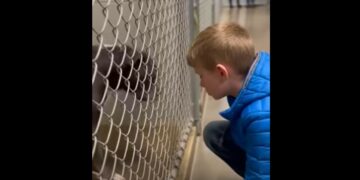 Everyone Called the Pit Bull in Kennel 17 a Lost Cause — Until an 8-Year-Old Boy Sat Down and Asked Nothing From Him
