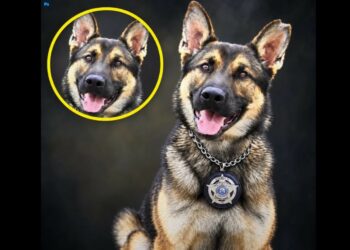 K-9 Bart Was Trained to Protect Others. At Just 2½ Years Old, He Died of Heatstroke in an Outdoor Kennel