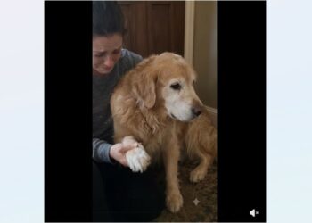 Full stories: Three Weeks Before Our Wedding, My Fiancé Told Me My 12-Year-Old Dog Wasn’t Coming With Us
