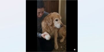 Full stories: Three Weeks Before Our Wedding, My Fiancé Told Me My 12-Year-Old Dog Wasn’t Coming With Us
