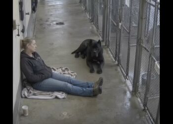 For Nine Months, Brutus Turned His Face to the Wall — Then One Woman Stopped Asking Him to Come Closer