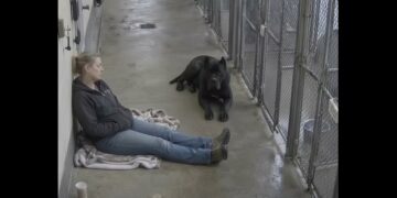 For Nine Months, Brutus Turned His Face to the Wall — Then One Woman Stopped Asking Him to Come Closer