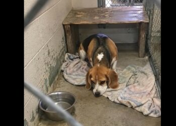 Rosie’s New Life Ended Before Her First Breakfast — Then a Widower Walked Into the Shelter and Said, “I’ve Had Enough Quiet”