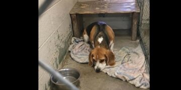 Rosie’s New Life Ended Before Her First Breakfast — Then a Widower Walked Into the Shelter and Said, “I’ve Had Enough Quiet”