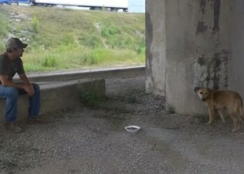 For Nearly Two Years, Diesel Lived Beneath a Mississippi Overpass — Then the Trucker Who Kept Feeding Him Stopped to Say Goodbye