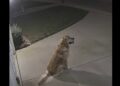 Every Night at 12:08, a Golden Retriever Waited by the Driveway With a Blue Ball—Until One Rainy Night a Car Stopped