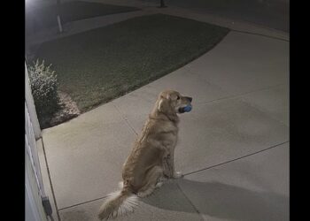Every Night at 12:08, a Golden Retriever Waited by the Driveway With a Blue Ball—Until One Rainy Night a Car Stopped