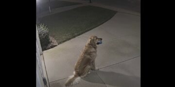 Every Night at 12:08, a Golden Retriever Waited by the Driveway With a Blue Ball—Until One Rainy Night a Car Stopped