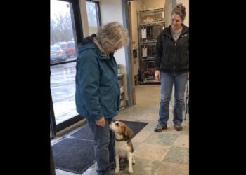 Ruth Took the Stray Beagle to a Rescue—Eight Days Later, She Came Back With a New Leash