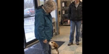 Ruth Took the Stray Beagle to a Rescue—Eight Days Later, She Came Back With a New Leash