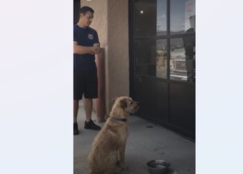 A Retired Mail Carrier Went to the Shelter Just to Look. Then Benny Wrapped His Paws Around His Leg.