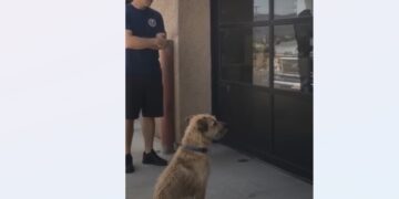 A Retired Mail Carrier Went to the Shelter Just to Look. Then Benny Wrapped His Paws Around His Leg.
