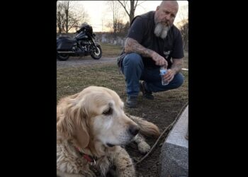 A Retired Biker Found an Elderly Dog Tied Beside a Fresh Grave—Then He Saw What She Was Holding in Her Mouth