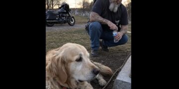 A Retired Biker Found an Elderly Dog Tied Beside a Fresh Grave—Then He Saw What She Was Holding in Her Mouth