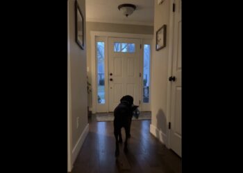 Every Evening at Six, Hazel Carried a Blue Blanket to the Front Door—and Waited