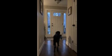 Every Evening at Six, Hazel Carried a Blue Blanket to the Front Door—and Waited