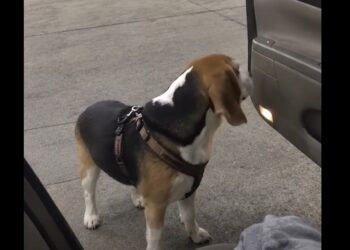 A Beagle Climbed Into My Car at a Gas Station—Then I Read the Message Sewn Inside Her Harness