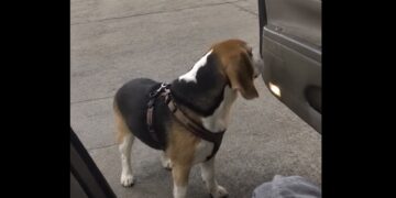 A Beagle Climbed Into My Car at a Gas Station—Then I Read the Message Sewn Inside Her Harness