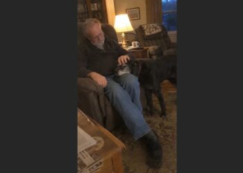 After My Wife Died, I Went to a Shelter Just to Look—Then an Old Labrador Rested His Head in My Hand